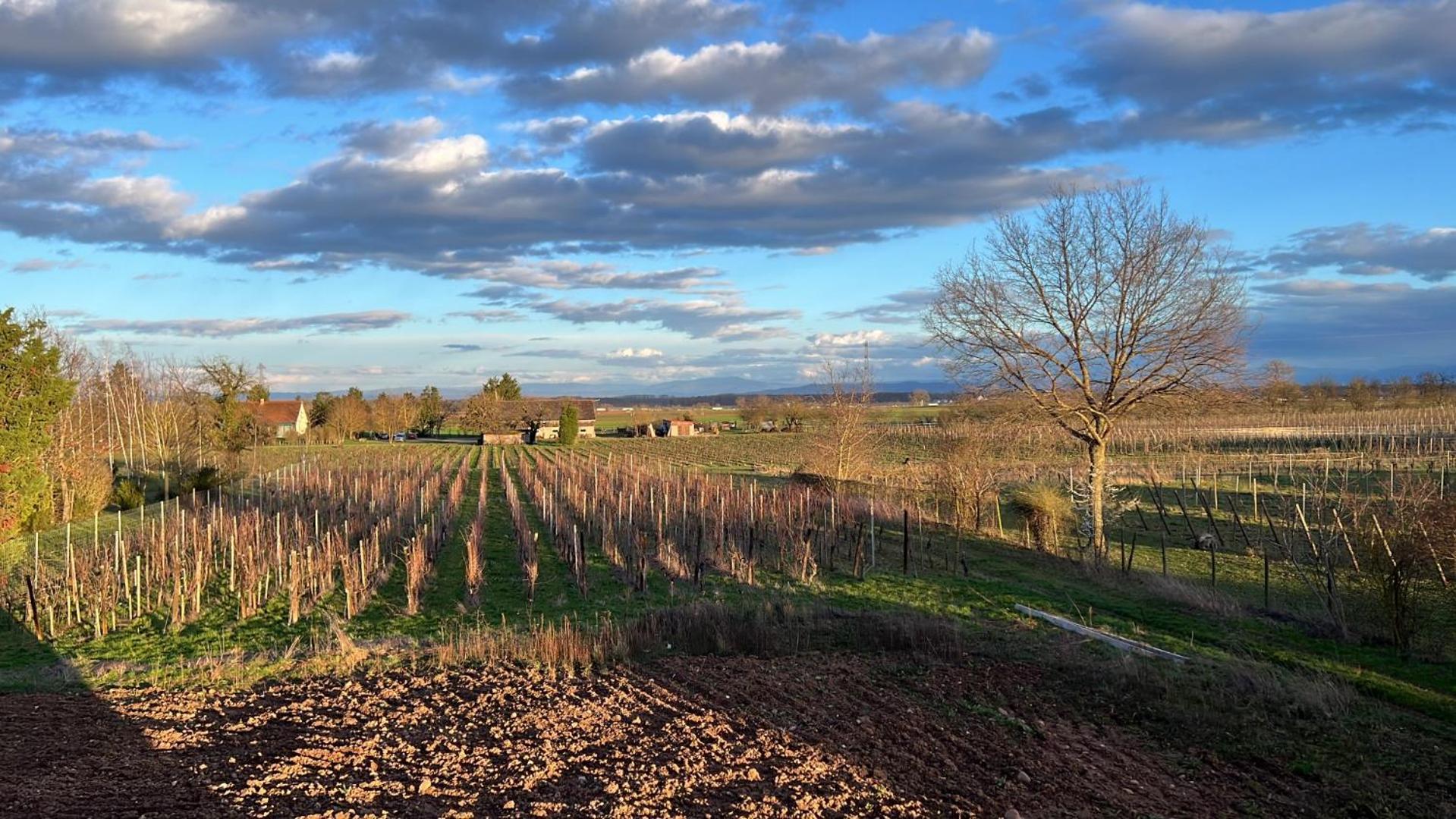 Oasis Tout Confort A Bergheim, Alsace Екстериор снимка