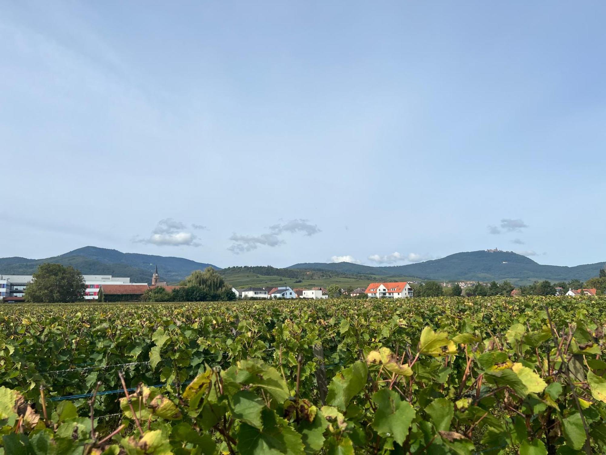 Oasis Tout Confort A Bergheim, Alsace Екстериор снимка